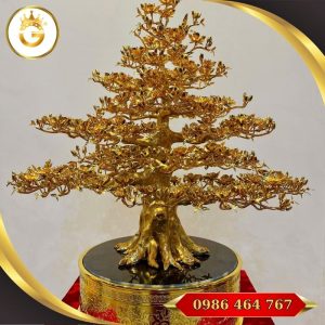 Cây Mai Đứng Cao 56 cm, Tán Rộng 52 cm