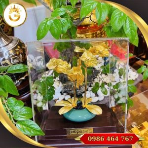Chậu Lan Vàng Làm Quà Tặng Để Bàn