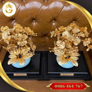 Quà Tặng Chậu Lan Vàng Ý Nghĩa